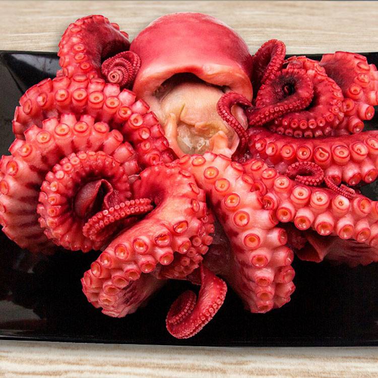 Bạch Tuộc Chín Nguyên Con