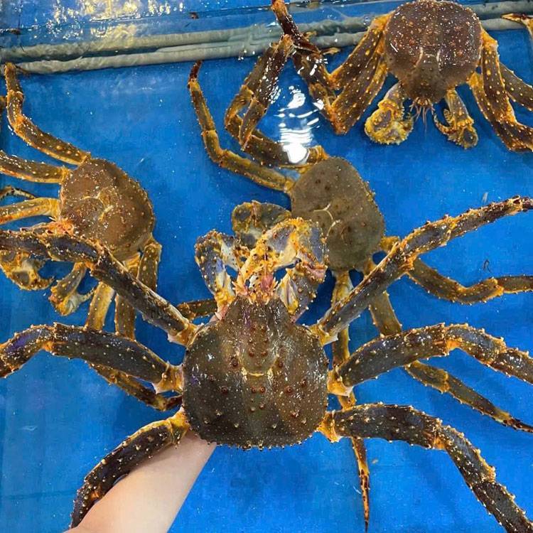 Cua Hoàng Đế (cua Alaska hay cua King Crab)