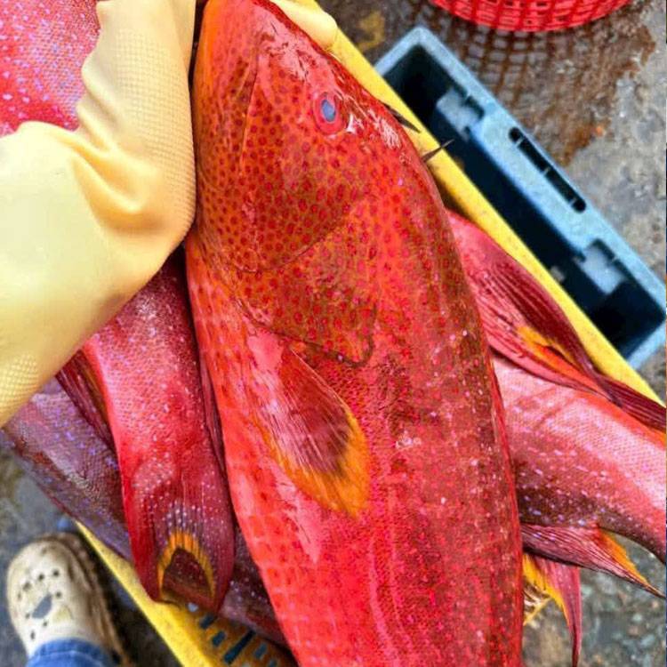 Cá Múi Đỏ