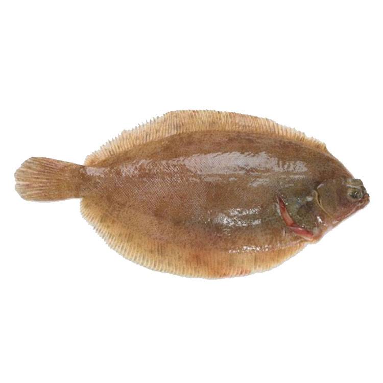 Cá Thờn Bơn sống 