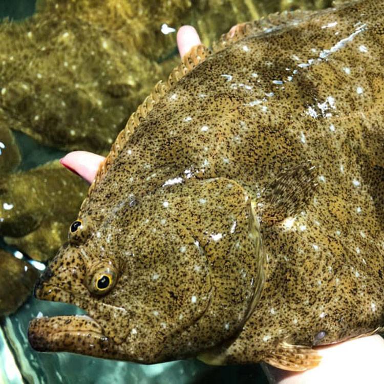 Cá Thờn Bơn sống 