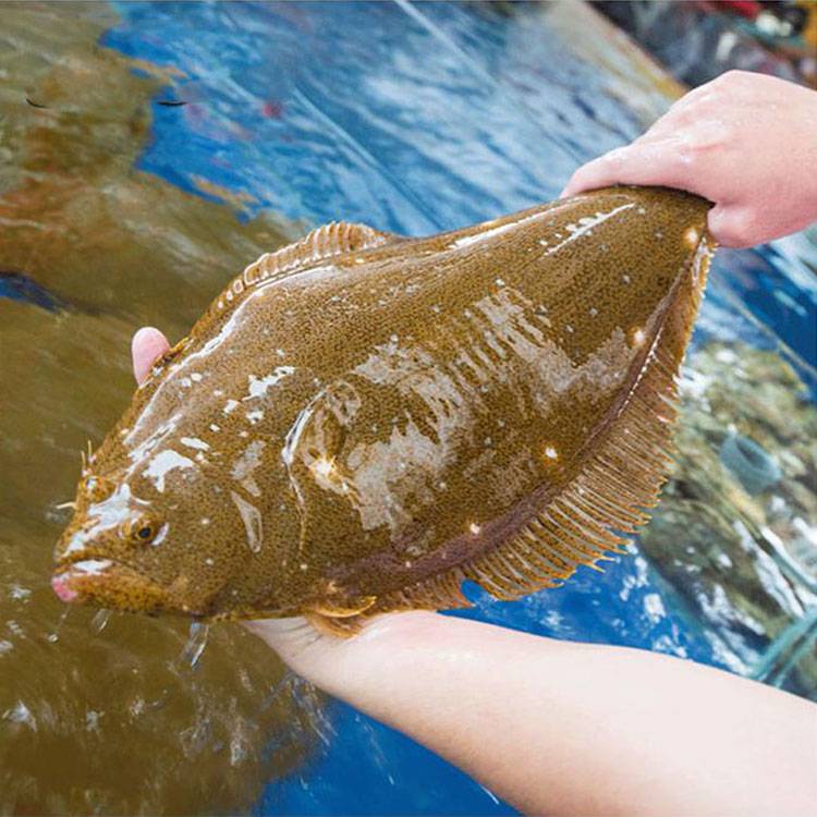 Cá Thờn Bơn sống 