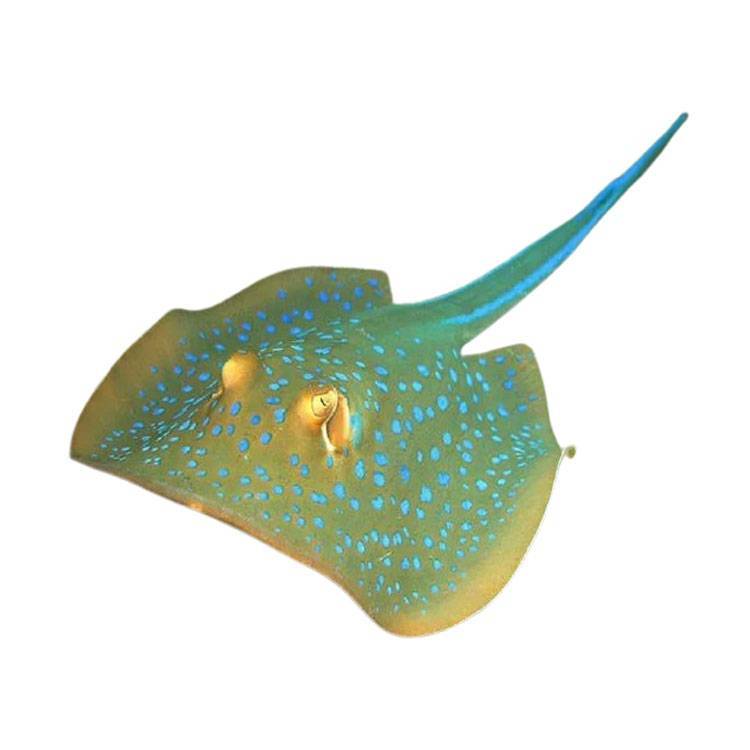 Cá Đuối Sao Xanh