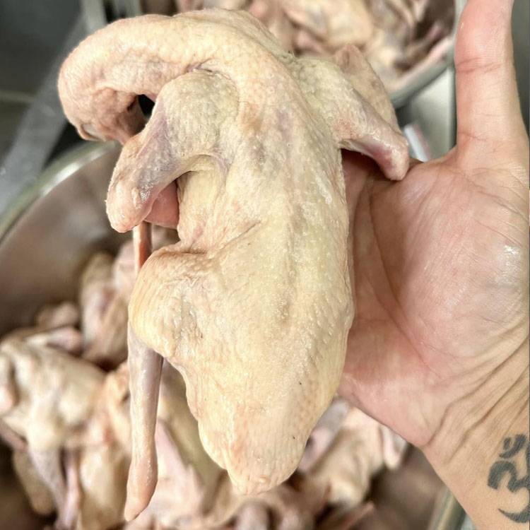 Chim Bồ Câu Thịt