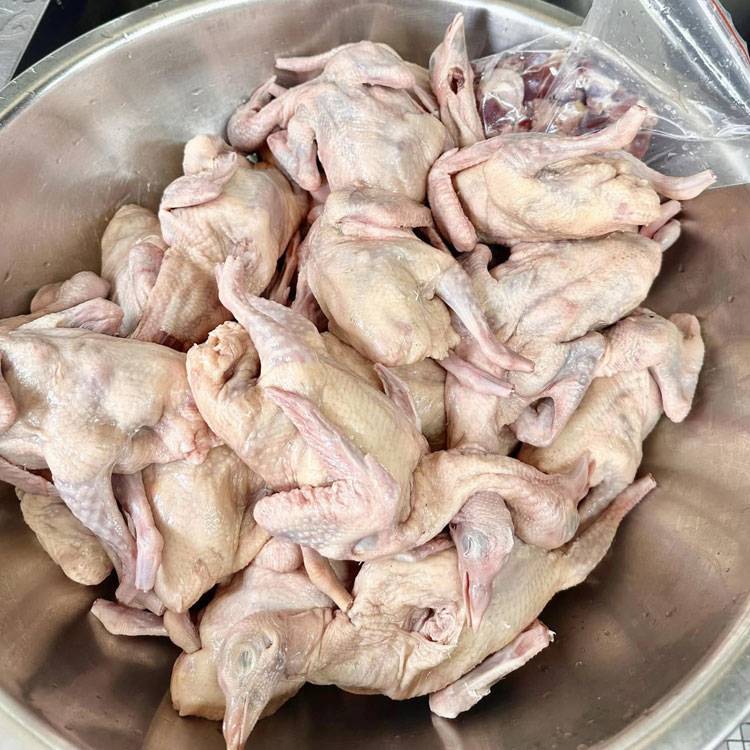 Chim Bồ Câu Thịt